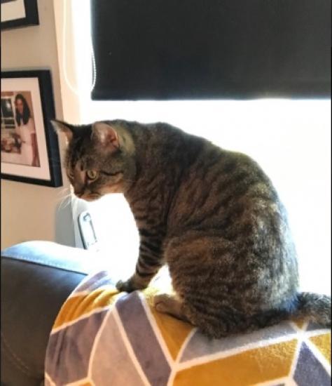 Photograph of Missing Tabby cat from Keiss