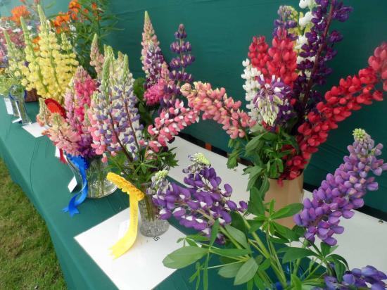 Photograph of Caithness County Show 2019 - Flower Tent