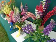 Thumbnail for article : Caithness County Show 2019 - Flower Tent