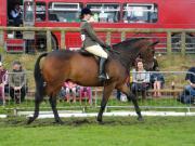Thumbnail for article : Caithness County Show 2019 - Horse Winners Parade