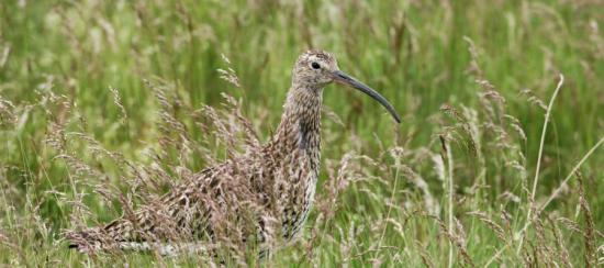 Photograph of Nature fund's £156k award to protect threatened waders