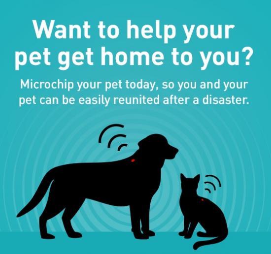 Photograph of Microchipping your pet is the best New Year's resolution you could make