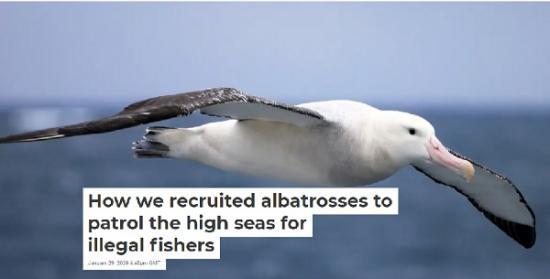 Photograph of How we recruited albatrosses to patrol the high seas for illegal fishers