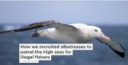 Thumbnail for article : How we recruited albatrosses to patrol the high seas for illegal fishers