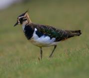 Thumbnail for article : Farmers urged to wade into bird conservation