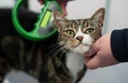 Thumbnail for article : Treasured Pets To Be Safer As Microchipping Deadline Approaches