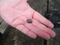 Thumbnail for article : Bill Sees Tiniest Geocache on Forth and Clyde Canal Walk