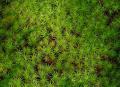 Thumbnail for article : Illegal Moss Collecting For Christmas Highlighted