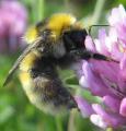 Thumbnail for article : Plight of the Bumblebee