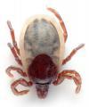 Thumbnail for article : TV Scientist Tackles Ticks