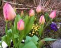 Thumbnail for article : Springtime At Last In Caithness