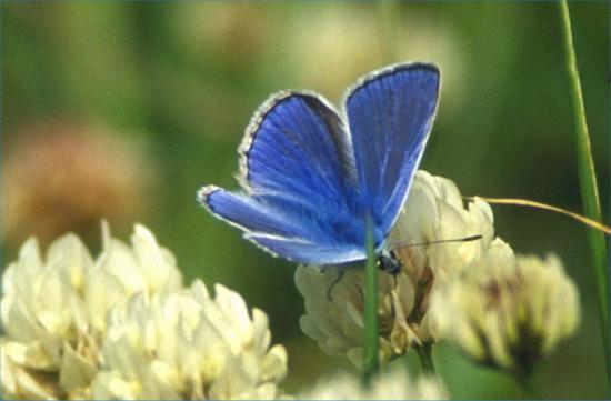 Photograph of Scottish bid to halt species loss