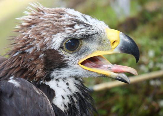 Photograph of Where Highland Eagles Dare to be seen live on CCTV