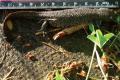Thumbnail for article : New research shows great crested newts are Highlanders