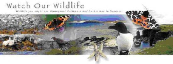 Photograph of Watch Our Wildlife In Summer