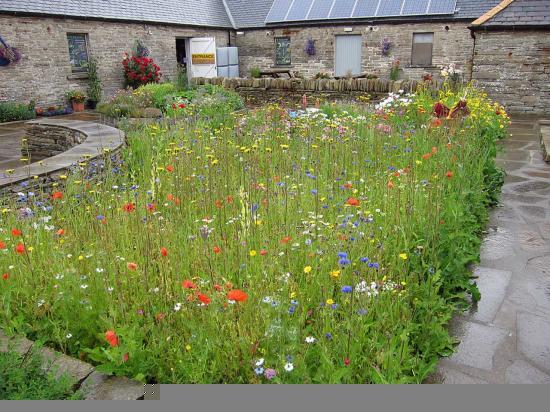 Photograph of Castlehill Heritage Garden Looking Good