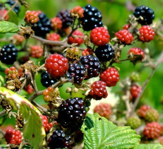 Photograph of SNH Offers Advice On Bumper Berry Crop