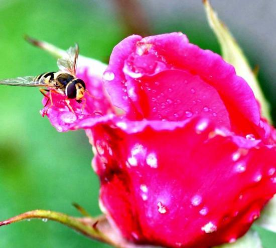 Photograph of Hoverflies On Roses With Raindrops