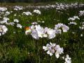 Thumbnail for article : Multimillion pound boost to  save UK's Magnificent Meadows