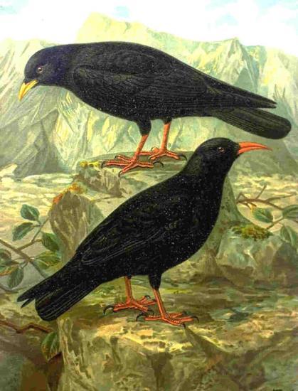 Photograph of Nutritious supper halting decline in Scotland's choughs