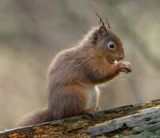 Photograph of New squirrelpox research released 