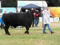 Thumbnail for article : Caithness County Show 2014
