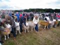 Thumbnail for article : Caithness County Show 2012