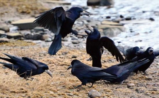 Photograph of Crows Muscle In On Duck's Feeding Ground At Wick