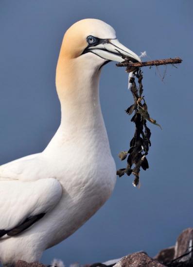 Photograph of Gannet numbers increase in northwest Scotland