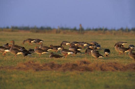 Photograph of Orkney goose management project enters fourth year