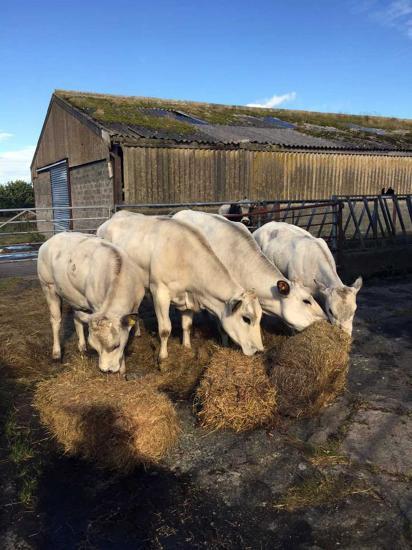 Photograph of Pietmontese Cattle Now Being Bred In Caithness