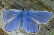 Thumbnail for article : Scotlands butterfly population shows winners and losers