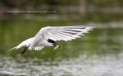 Thumbnail for article : BIRDWATCHING LESSONS - WHATEVER THE WEATHER!