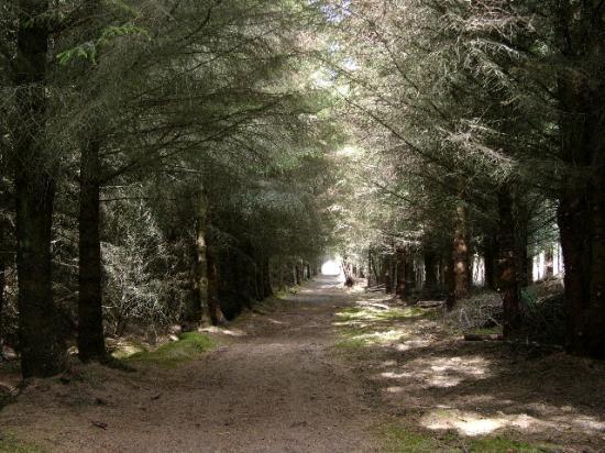 Photograph of Dunnet Forestry Trust Bids To Take Ownership Of The Forest