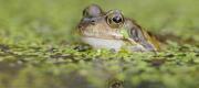 Thumbnail for article : Helping tadpoles grow up into gardeners friends