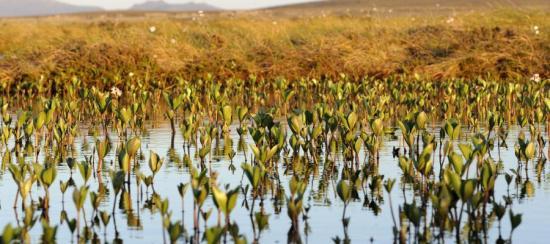 Photograph of Green Light To Peatlands Partnership To Apply To Unesco For World Heritage Site Status