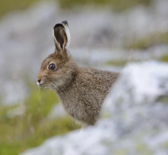 Photograph of Greater Protection For Iconic Scottish Mountain Hares