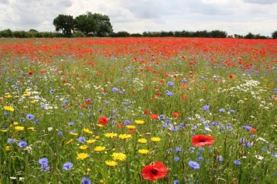 Photograph of Scottish Pollinators