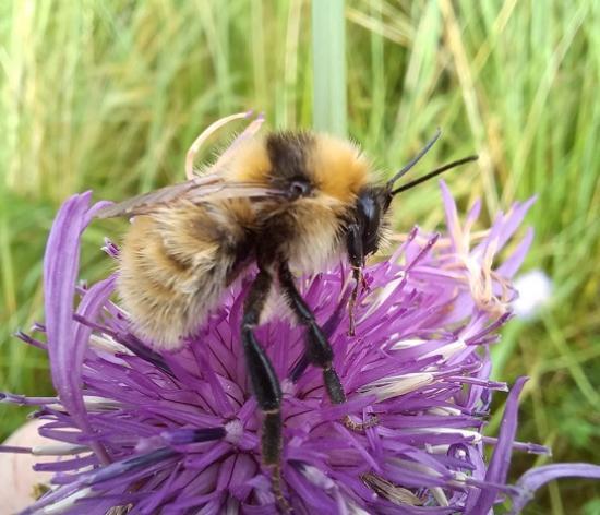 Photograph of North Coast Bumblebees - In Person Talk