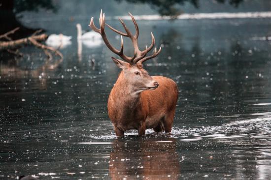 Photograph of Deer Species of the Highlands - An overview of Scottish Antlers