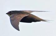 Thumbnail for article : Soaring For Survival - Unveiling Swifts