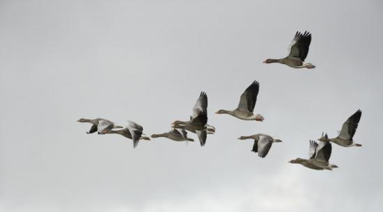 Photograph of Appeal To Help Track Greylag Geese