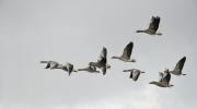 Thumbnail for article : Appeal To Help Track Greylag Geese