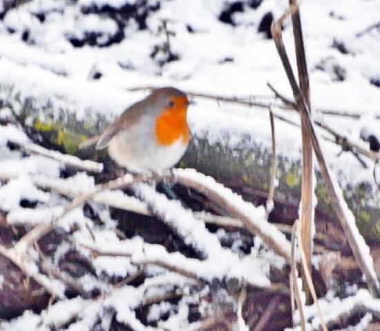 Photograph of Ten Ways To Make Space For Nature In Your Life This Winter