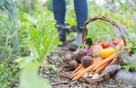 Photograph of £15 Million Food Surplus Fund Now Open For Applications